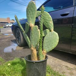 Two Kind Of Cactus Plant!