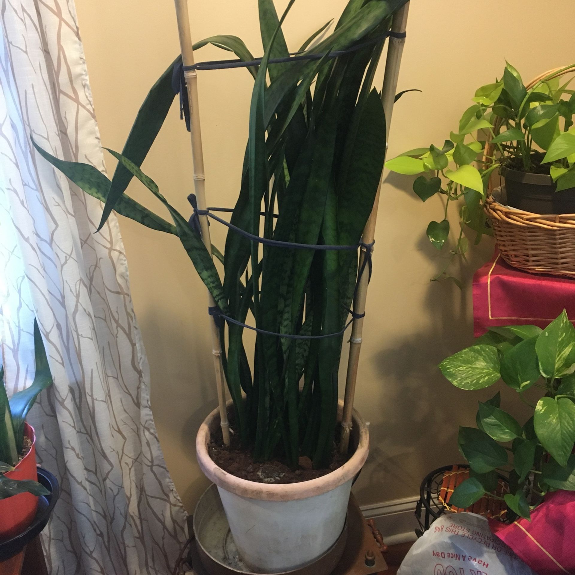 Plant
