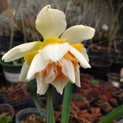 Double Flowered Daffodil Plants