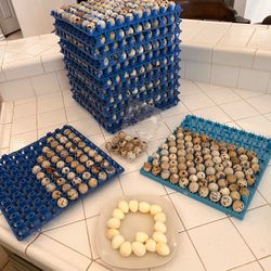 Quail Eggs for Sale