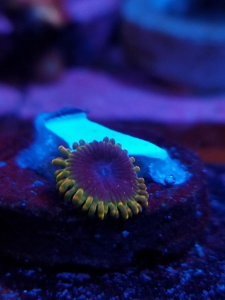 Zoa Coral Frags