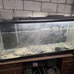 100g Fishtank