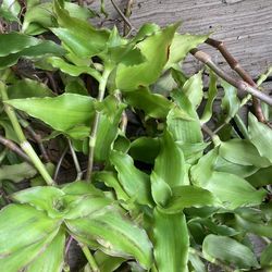 FREE Plants | Vine | Ground Cover | White Flowers Shown in 3rd Picture | No Holds FCFS