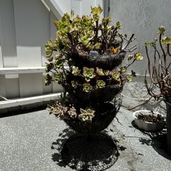 Succulents 