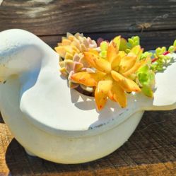 Ceramic Dove With Mixed Succulents 