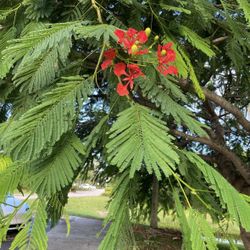 Flowering Shade Tree 🌳 Royal Poinciana 🌿