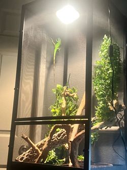 Iguana and cage