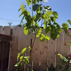 Mulberry Tree 8 Feet Tall 15 Gallons Pot