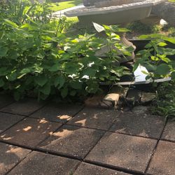 Perilla Plant/ Leaves 