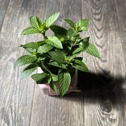 Mint Plant