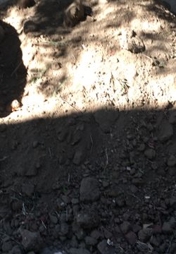 Garden free dirt free delivery like 3 tons Ontario chino local área