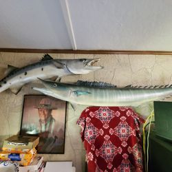 Wall Mounted Fish Barracuda and Wahoo