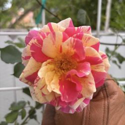 4 Climbing Roses! 🌹 Trained on trellis!