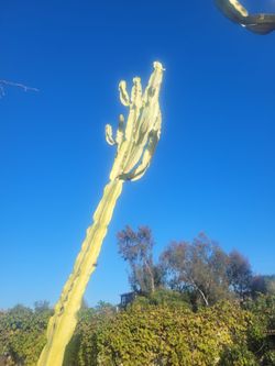 Beautiful Columnar Cactus