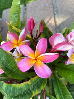 Plumeria cuttings