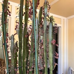 Large Live Cactus Plant 