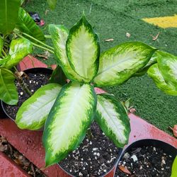 $10 Dieffenbanchi plant 🪴