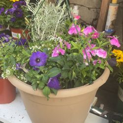 Large Plant Hanging Variety Of Flowers