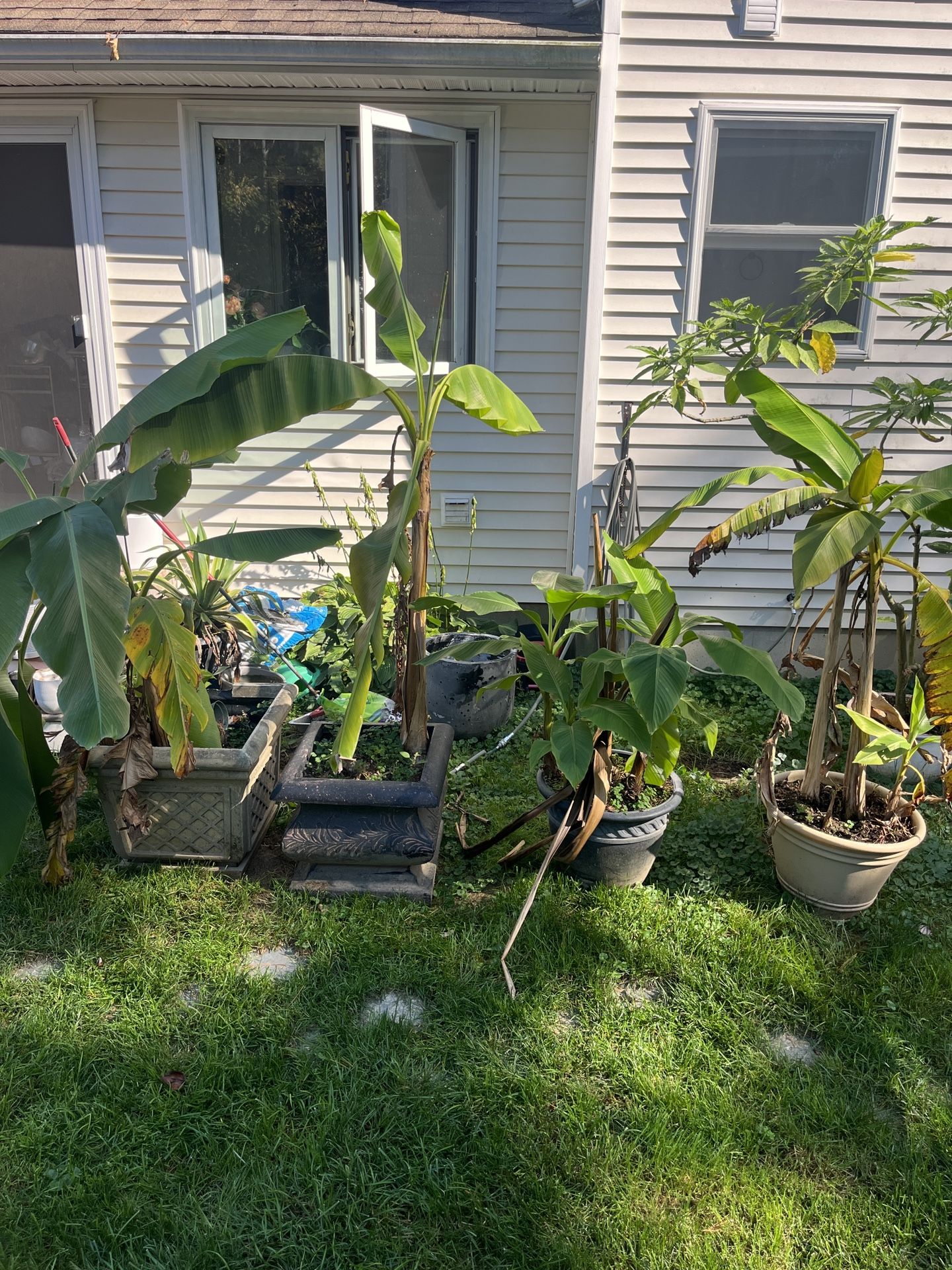 Banana Plants