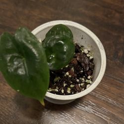 Small Alocasia Pink Dragon Plant With Three Leaves