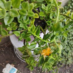 Ice   Yellow Plant 
