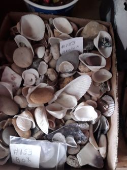 Shell And Rocks For Decorations Or Plants