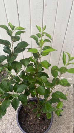 Apple Tree