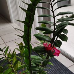 ZZ PLANTS $17 EACH POT