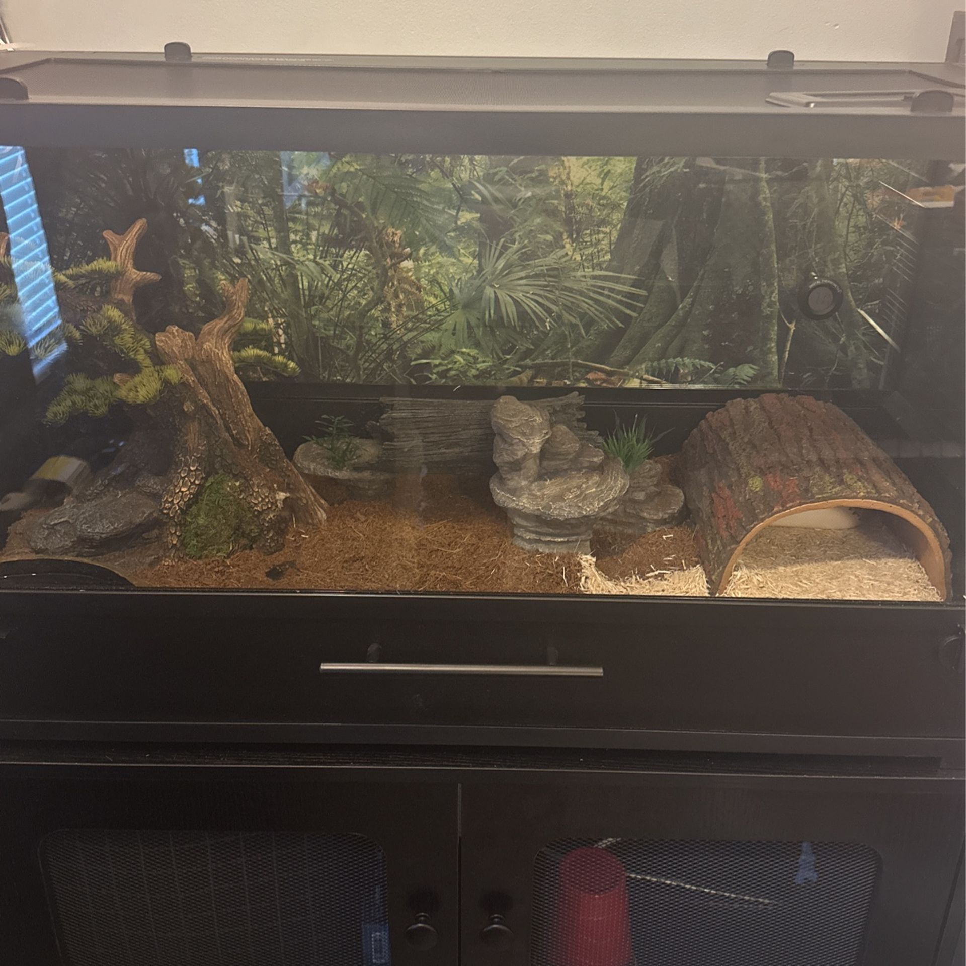Pied Ball Python