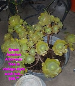 Succulent In Vintage Washtub