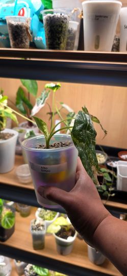 🌿 Albo Simpo 🌿 Variegated | Established Plant