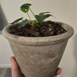 Philodendron Billietiae 