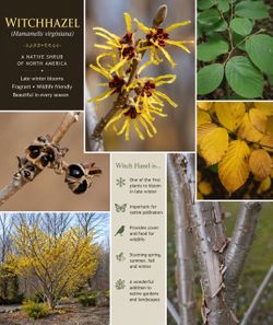 Native witch Hazel sapling- medicinal and beautiful foliage