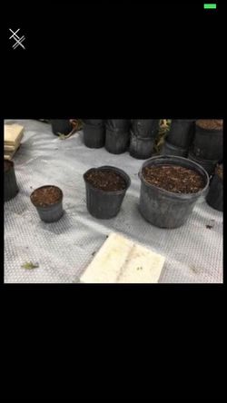 Nursery Pot With Organic Compost Mix