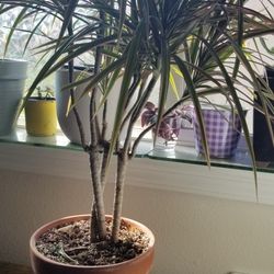 Dracaena Marginata, Tricolor, 8" Pot