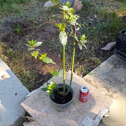 Bay Leaf Tree Plant - Arbol De Laurel - 3 Feet