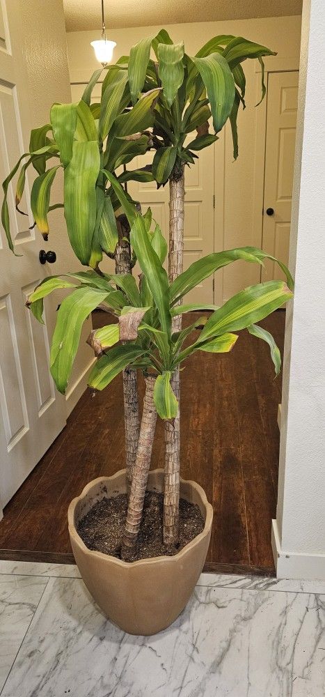 House Plant