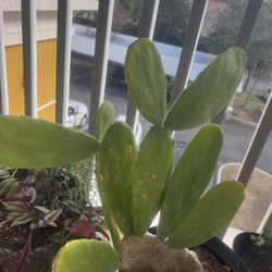 Cactus