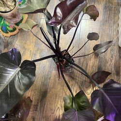 Large Philodendron Zulu Princess Plant
