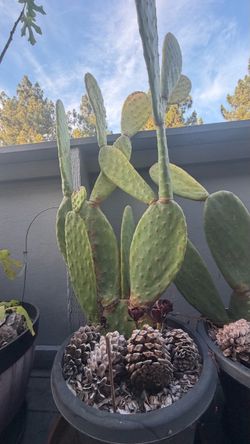 Plantas de Nopal – 15” Pots