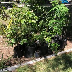 Guava Tree 