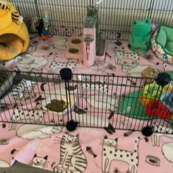Guinea Pig Cage