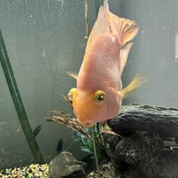 Fish Tank 