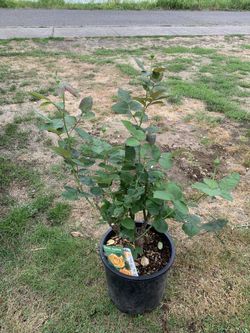 Outdoor rose