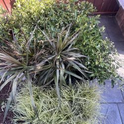 Plants For Sale $10!! 