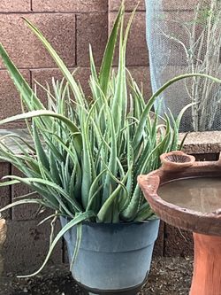 Part Two of the many plants for sale