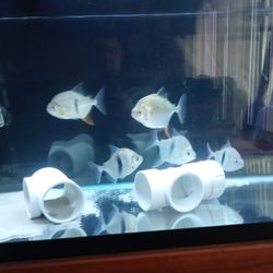 55 Gallons fish tank and More