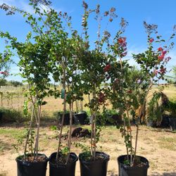 Crape Myrtle Trees 15gallon Special $175