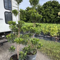 Japanese Blueberry Topariy