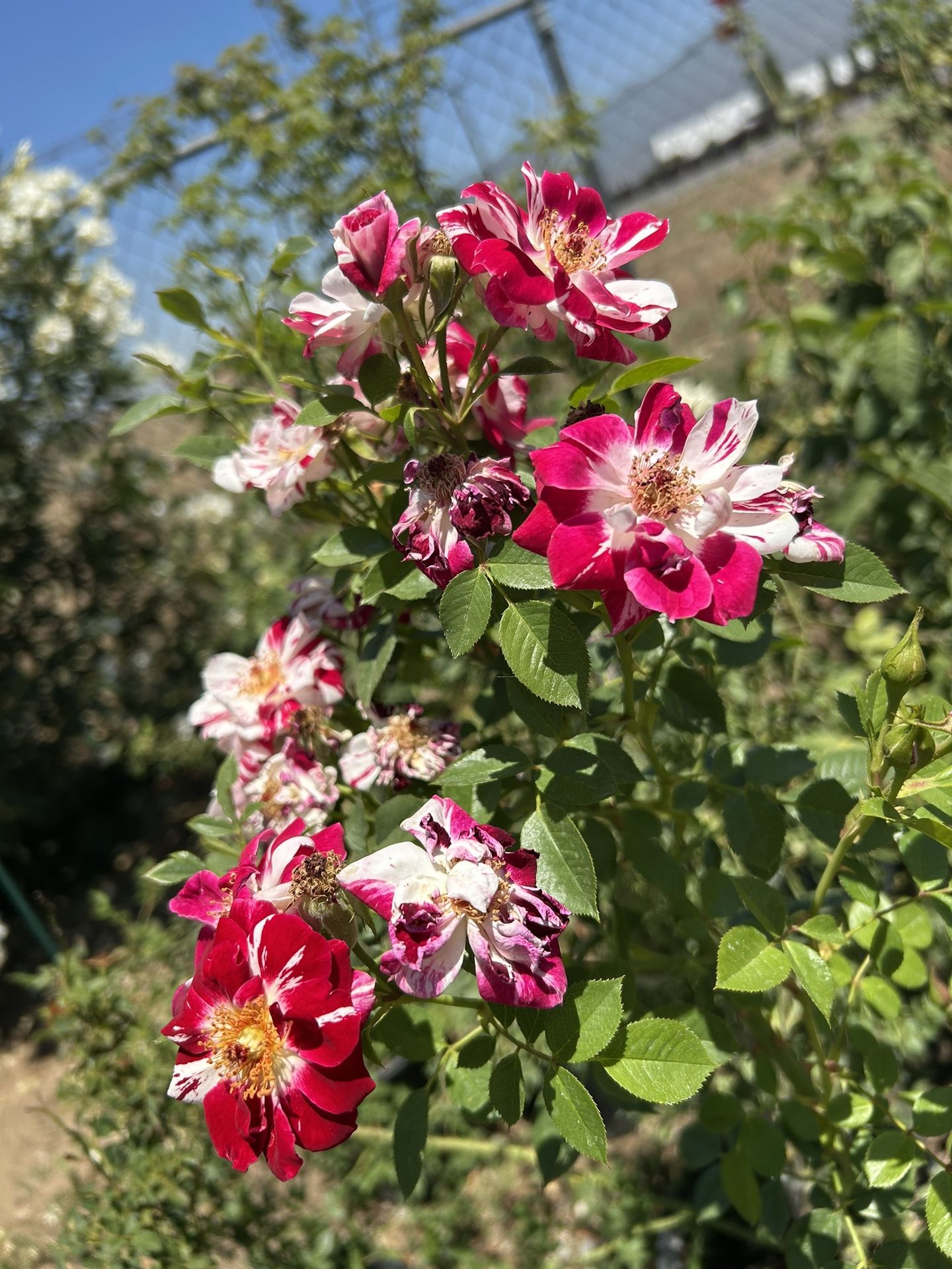 Rosal Enredaadera 